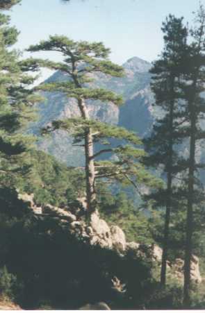 BONASSA.JPG (96214 Byte)
